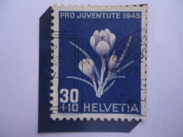 Pro Juventute 1945- Azafrán Holandés (Crocus Neapolitanus) - Ludwig Forrer, Susana Orelle