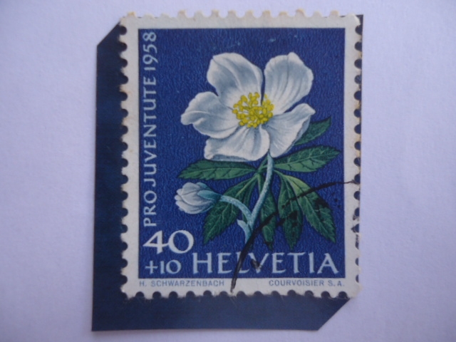 Pro Juventute 1958- Rosa de Cristo- Christms Rose (Helleborus Niger)-Serie: Flores de prado y Jardín