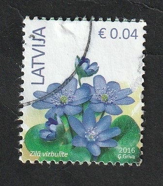 957 - Anemonas azules