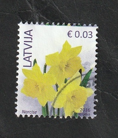 945 - Narcisos