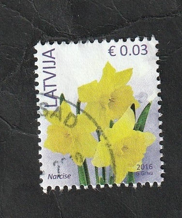 945 - Narcisos