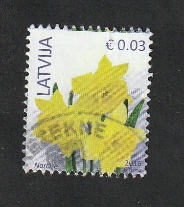 945 - Narcisos