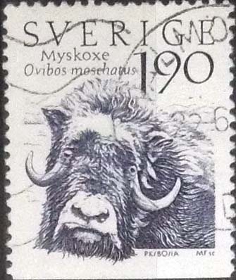 Scott1498 , nf4b intercambio 0,20 usd , 1,90 krona , 1984