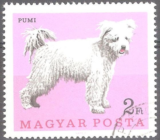 Perros-Pumi (Canis lupus familiaris).