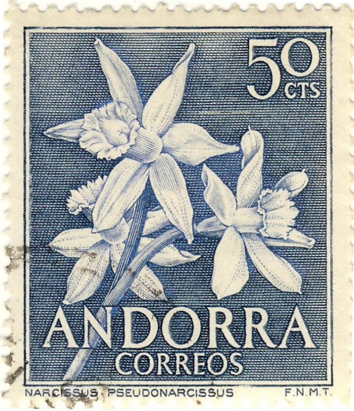 Narcissus Pseudonarcissus