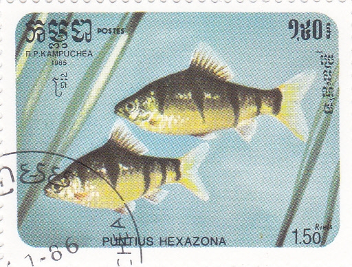 PECES