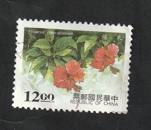 2297 - Flor hibiscus rosa-sinensis