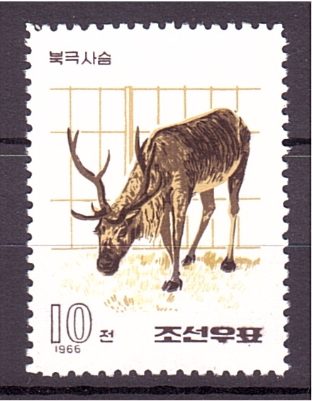 serie- Cérvidos del zoo de Pyongyang