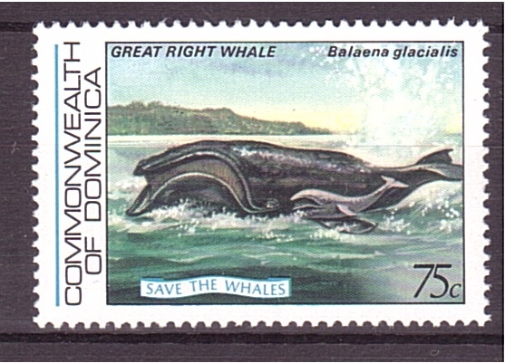serie- Salvar a las ballenas