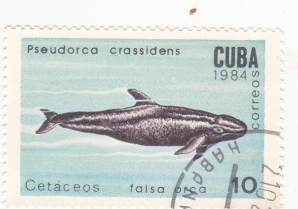 FALSA ORCA-CETÁCEOS