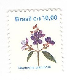 Tibouchina granulosa