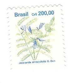 Jacaranda minosifolia