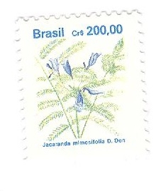 Jacaranda minosifolia