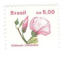Hibiscus trilineatus