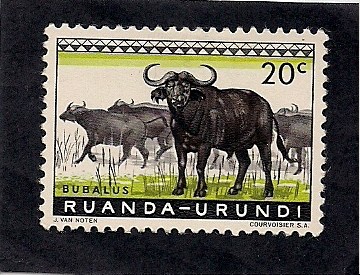 Bufalos