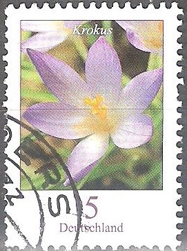 Flores - El azafrán (Crocus).