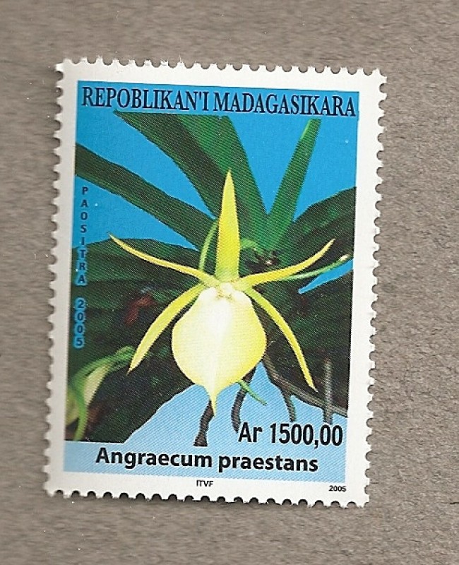 Orquideas de Madagascar