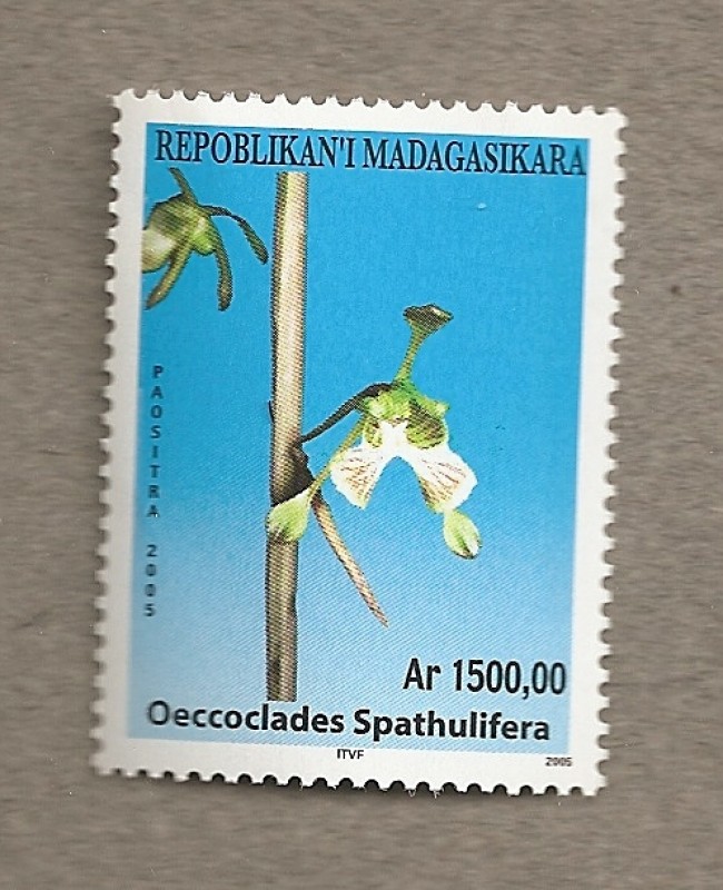 Orquideas de Madagascar