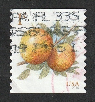 4944 - Manzanas