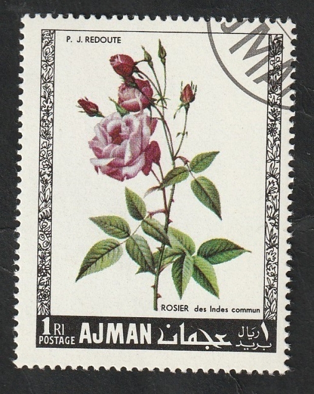 Ajman - 106 - Rosas