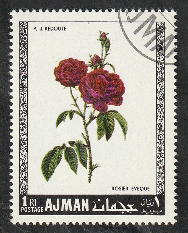 Ajman - 106 - Rosas