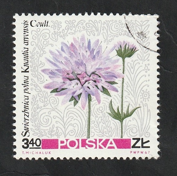 1642 - Flor