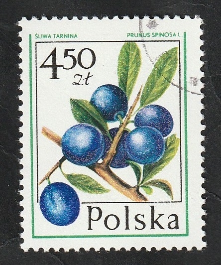 2321 - Fruto, Prunus spinosa
