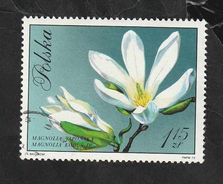 1983 - Flor, Magnolia kobus Dc
