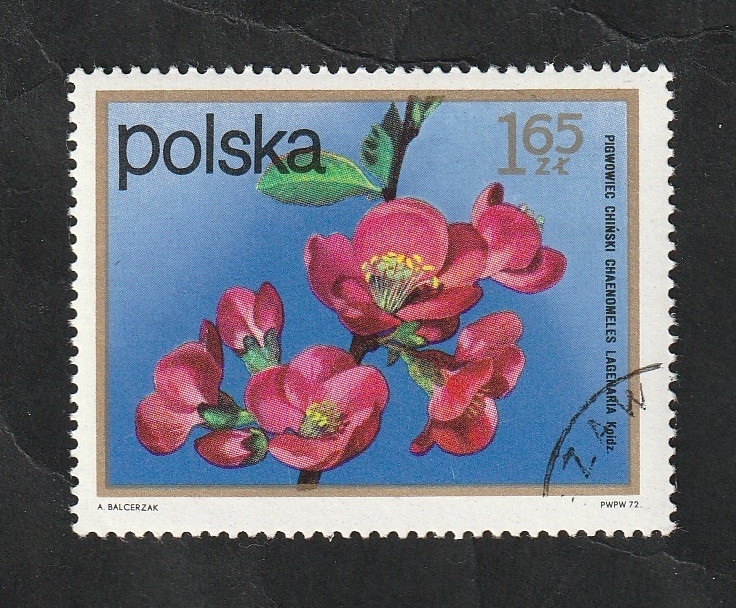 2061 - Flor, Chaenomeles lagenaria