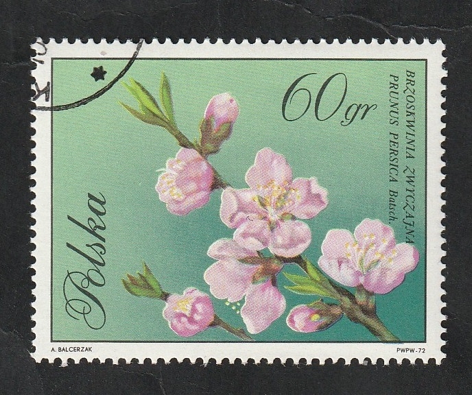 1982 - Flor, Prunus persica Batsch