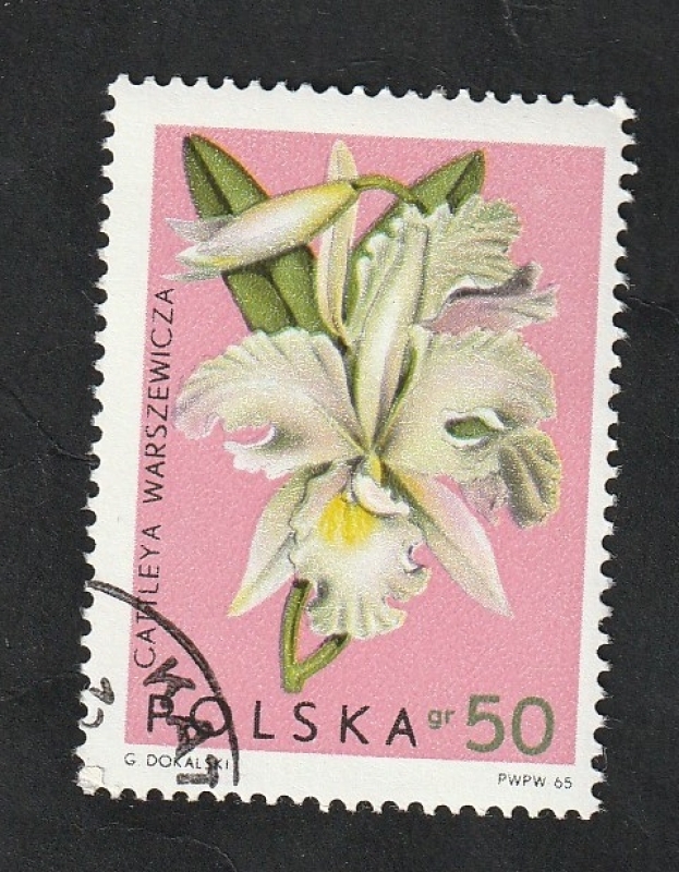 1466 - Orquídea