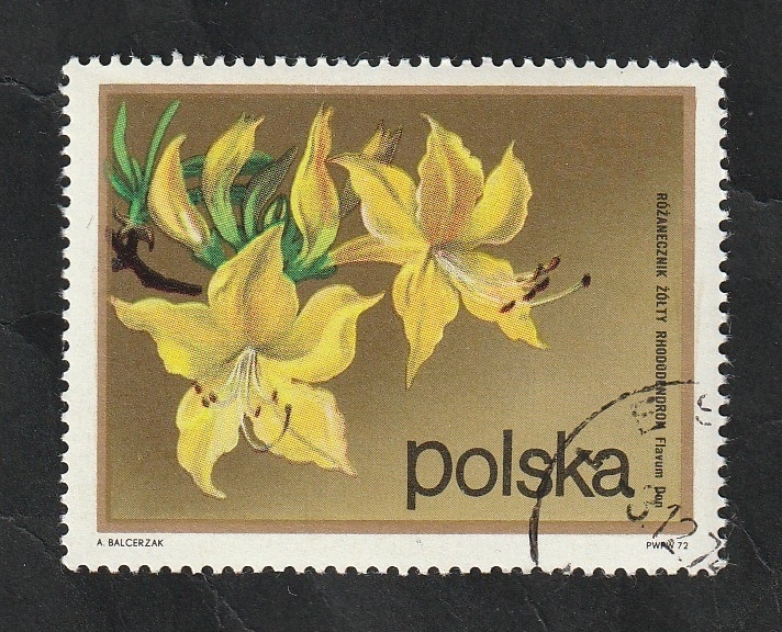 2063 - Rhododendron flavum don
