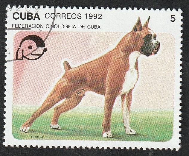 3190 - Boxer, perro de raza