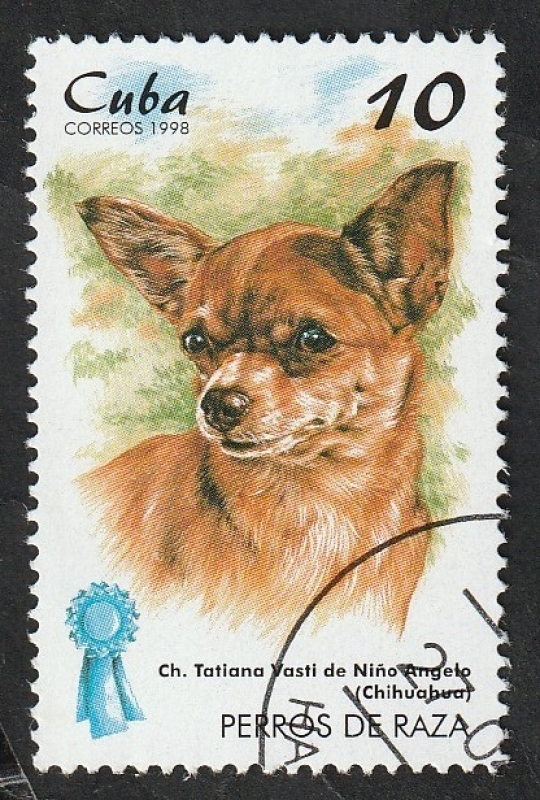 3708 - Chihuahua, perro de raza