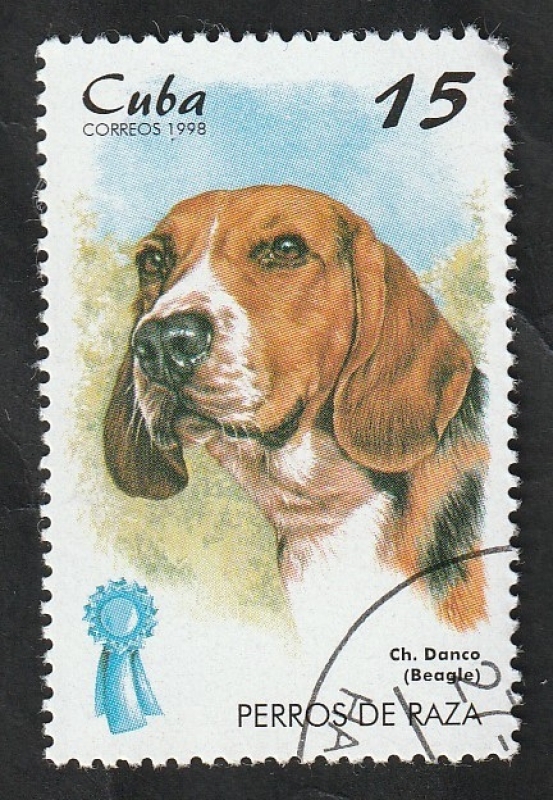 3709 - Beagle, perro de raza