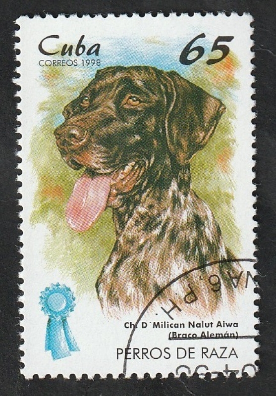 3711 - Braco alemán, perro de raza