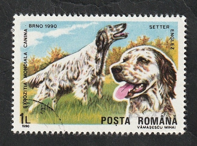 3870 - Seter inglés, perro de raza