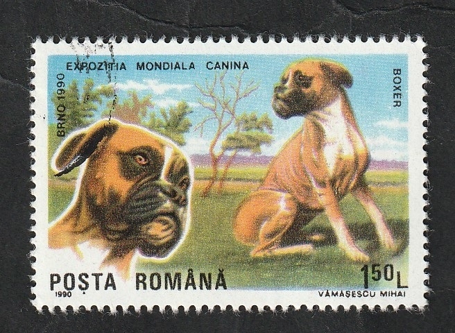 3871 - Boxer, perro de raza