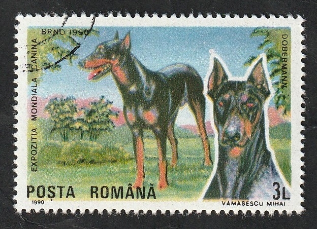 3873 - Doberman, perro de raza