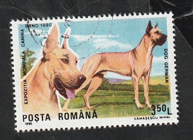 3874 - Dogo alemán. perro de raza