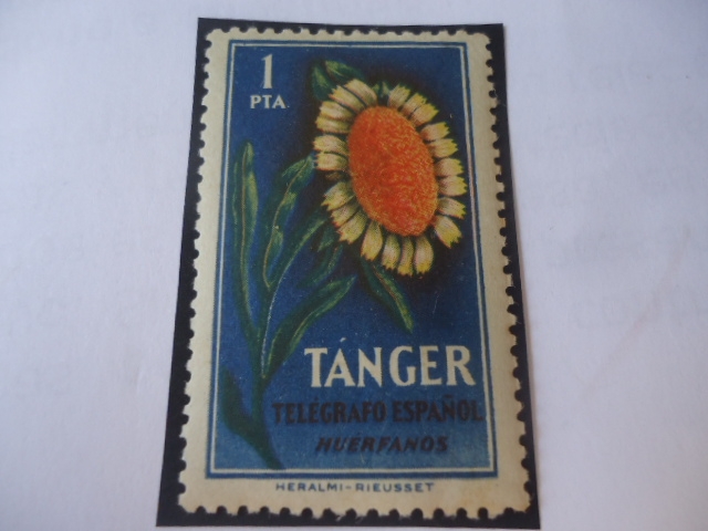 Tánger Beneficencia de los Huérfanos de Telégrafo-Ciudad de Tánger-Marruecos.Flora.