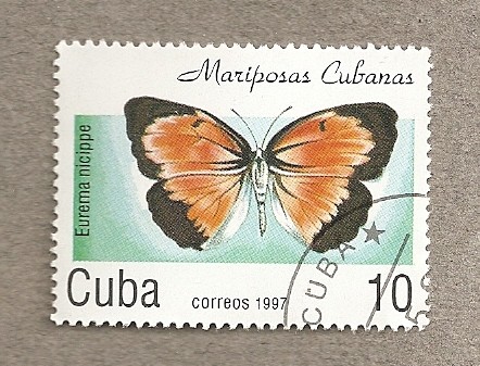 Mariposas cubanas Eurema nicippe