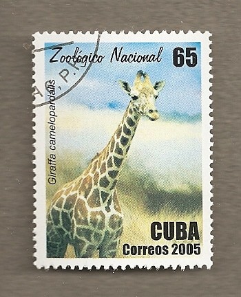 Zoologico nacional, girafa