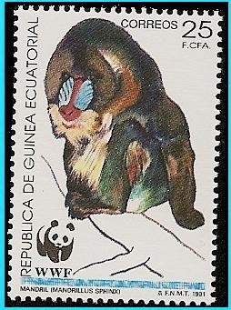 Mandril - en peligro de extinción - WWF protección de la Naturaleza