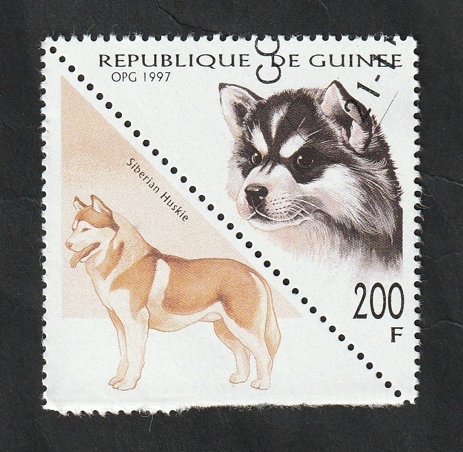 1134 AR - Perro de raza, husky siberiano