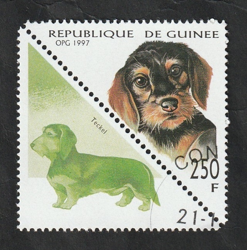 1134 AS - Perro de raza, teckel (perro salchicha)