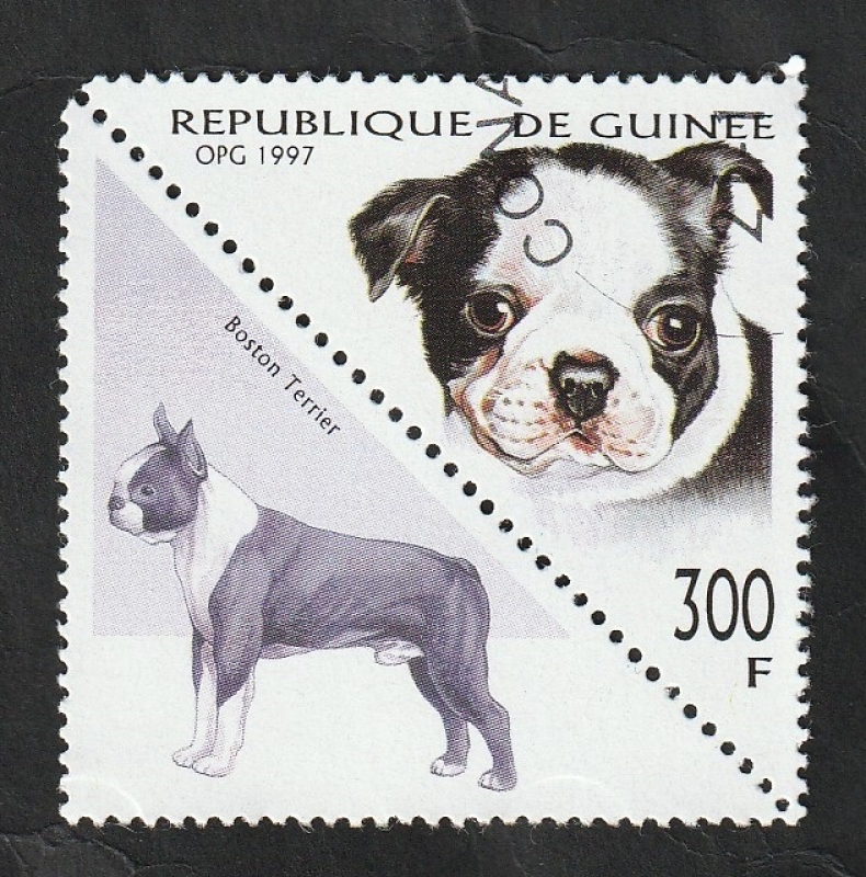 1134 AT - Perro de raza, boston terrier