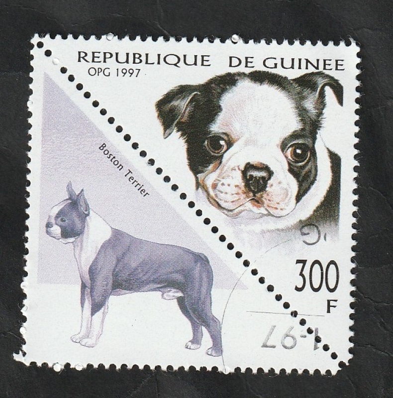 1134 AT - Perro de raza, boston terrier