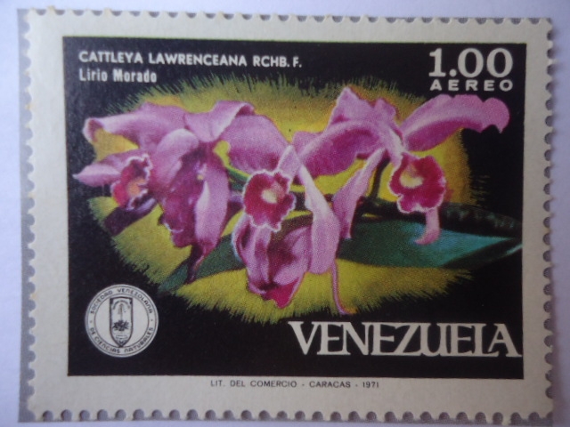 Cattleya Lawrenceana RCHB.F. - Lirio Morado -Sociedad Venezolana de Ciencias Naturales.