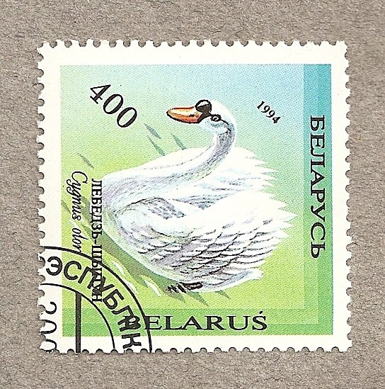 Cisne, Cygnus olor